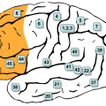 800px-Gray726-Brodman-prefrontal.svg