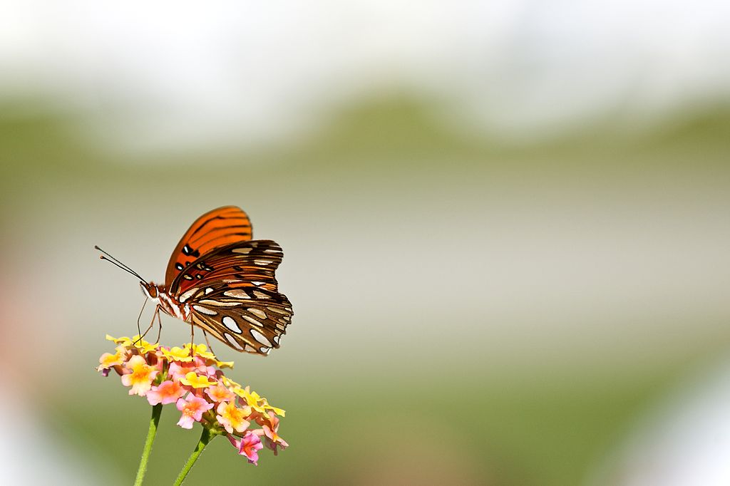 Butterfly image